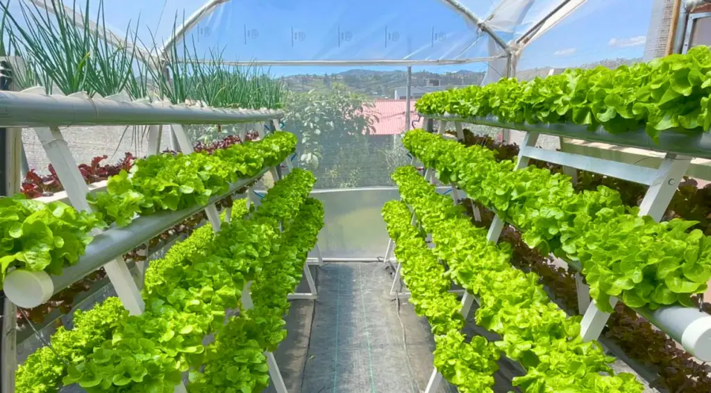 huerto aqua payana 1 1