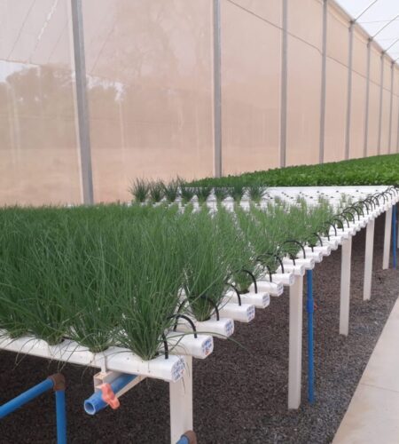 cultivo de cebolinha hidroponica em substrato da hortivinyl 2