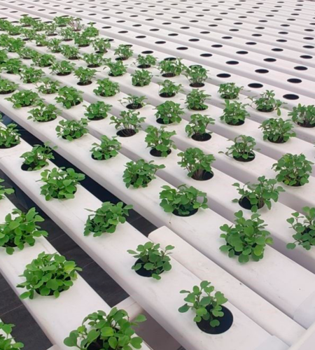 datos interesantes sobre el cultivo hidroponico