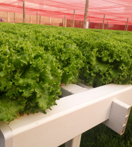 plantacao de alface no perfil coletor