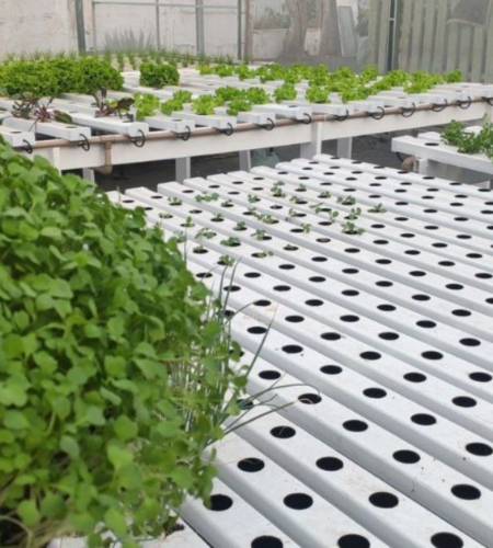 viveiro mudas coentro hidroponico hortivinyl